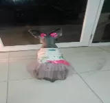 JPETS ¡TU MASCOTA NUESTRA MASCOTA!