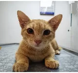 KNINOS MI VETERINARIA BUCARAMANGA