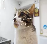 KNINOS MI VETERINARIA BUCARAMANGA