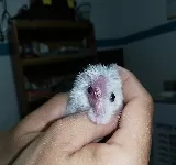 KUMANDAY CLíNICA VETERINARIA TULUá