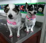 LA CASA DE SU MASCOTA VETERINARIA