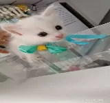 LOVELY PETS TIENDA VETERINARIA