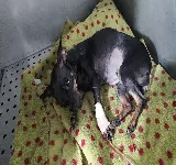 MEVEAS CLINICA VETERINARIA
