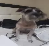 MI CACHORRO PASTO