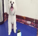 MIS CACHORROS, VETERINARIA Y PELUQUERíA CANINA