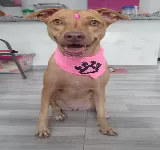 MIS CACHORROS, VETERINARIA Y PELUQUERíA CANINA