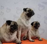 MONTERRICO VETERINARIA Y SPA