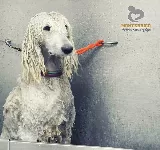 MONTERRICO VETERINARIA Y SPA