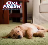 OXI FRESH CARPET CLEANING
