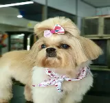 SAN FRANCISCO PET SHOP