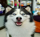 SAN FRANCISCO PET SHOP