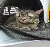 SERMED CLÍNICA VETERINARIA