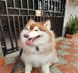 SOLO MASCOTAS ITAGUI