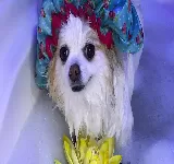 SUPER PATITAS CLíNICA VETERINARIA 24HRS • SPA & BOUTIQUE