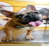 TIENDANIMAL CLÍNICA VETERINARIA