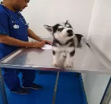 UNIDAD MéDICA VETERINARIA DE LA COSTA S.A.S