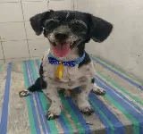 VETERINARIA AMIGO FIEL