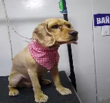 VETERINARIA ANIMAL VET