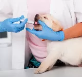 VETERINARIA BIO-MASCOTAS