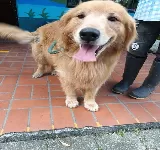 VETERINARIA CANINOS