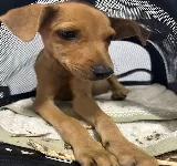 VETERINARIA EXTREMA