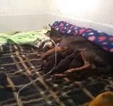 VETERINARIA FIDELINOS