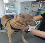 VETERINARIA K'NES
