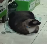 VETERINARIA LA GRANJA