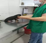 VETERINARIA MASCOLANDIA