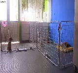 VETERINARIA MASCOTAS CON PINTA