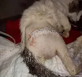 VETERINARIA PALMIRA AR