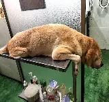 VETERINARIA SABUESOS