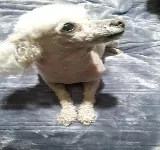 VETERINARIA SANTA ROSA