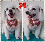 VETERINARIA SUPERMASCOTAS