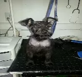 VETERINARIA TU'UL