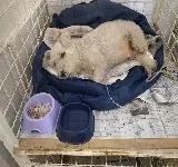 VETERINARIA VIDA DE PERROS