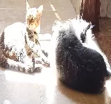 VETERINARIA ZOOCIEDAD