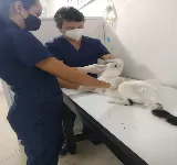 VETERINARIA ZOOCIEDAD