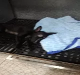 VETMEDIC CLíNICA VETERINARIA