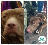 VICTOR SALAZAR VETERINARIO A DOMICILIO