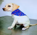 VIDA ANIMAL CENTRO VETERINARIO